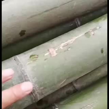各种规格的旗竿竹，尾径2cm左右，均是产地一手货源，质优