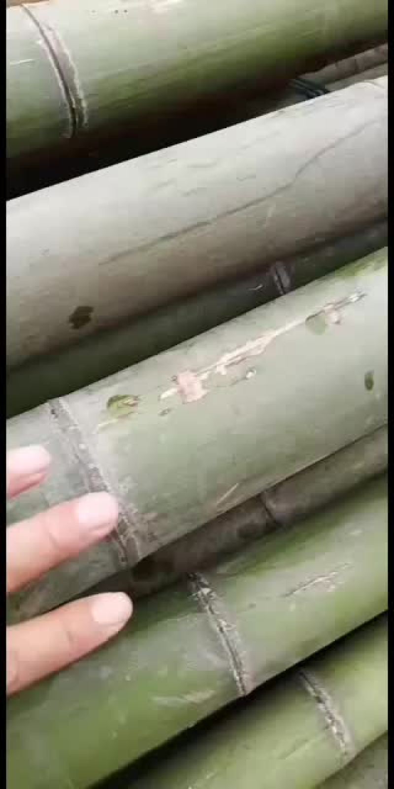 各种规格的旗竿竹，尾径2cm左右，均是产地一手货源，质优