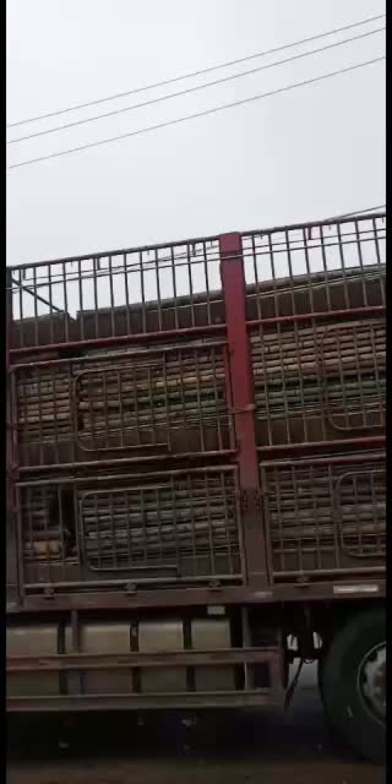 各种规格的旗竿竹，尾径2cm左右，均是产地一手货源，质优