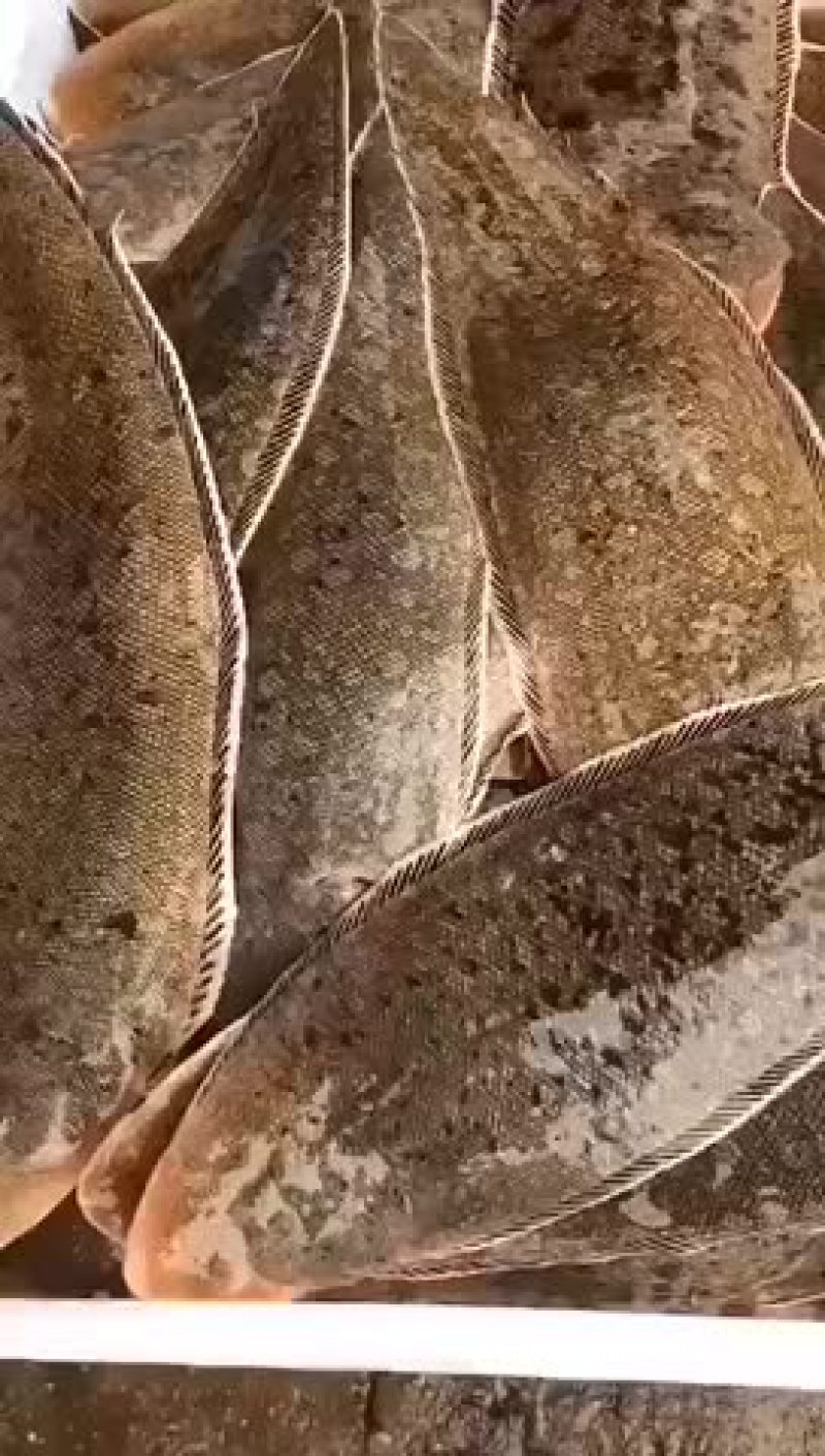龙利鱼规格每条一斤左右