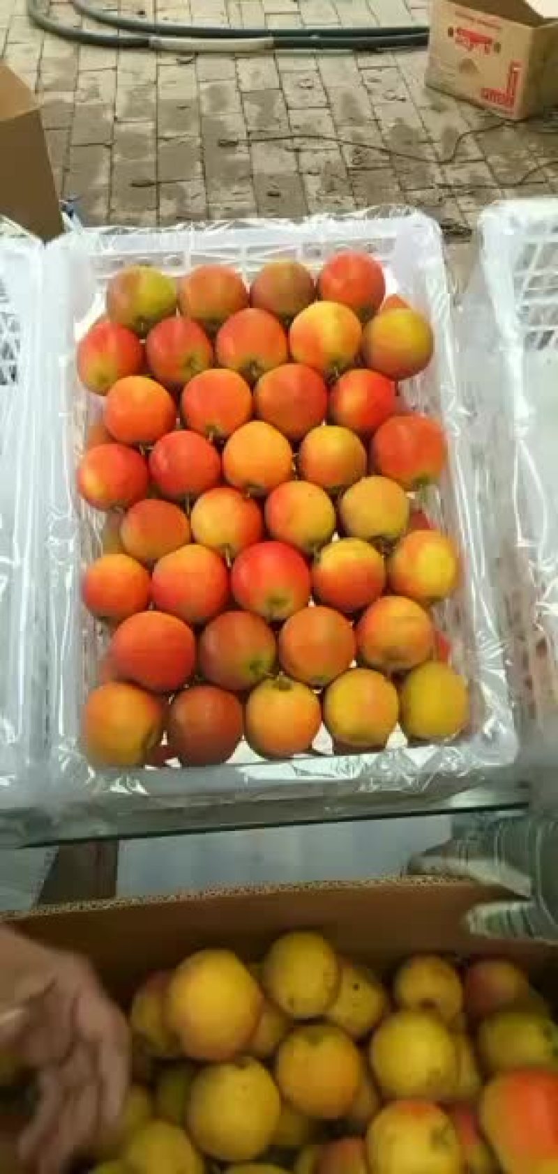 精品南果梨所剩不多了有需要的抓紧