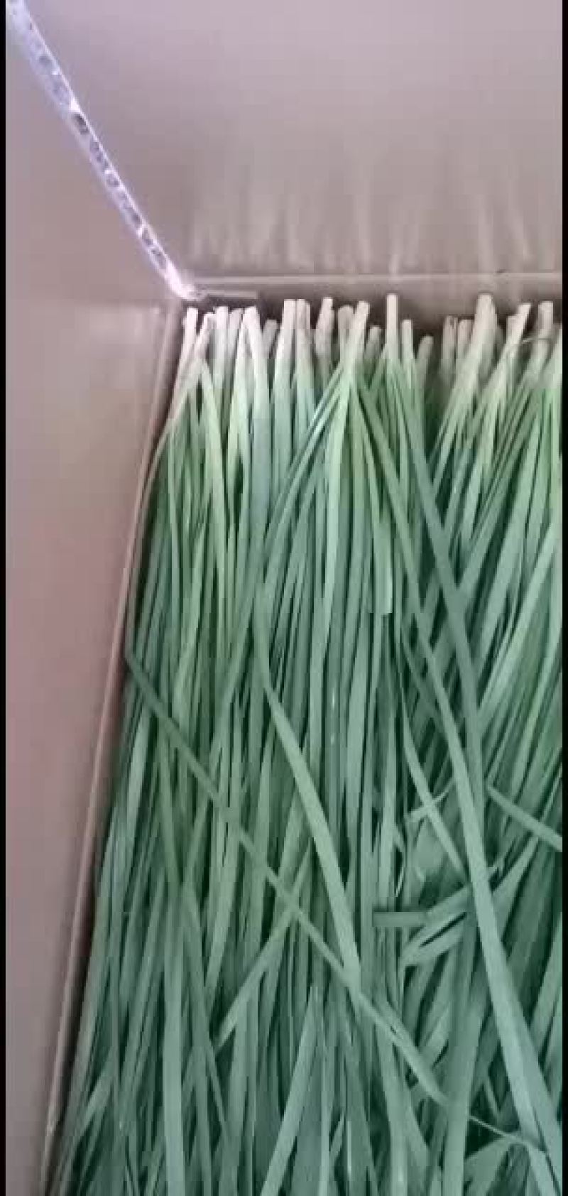 本人已从事此行业5年了，熟练掌握各种农产品蔬菜保鲜和打冷