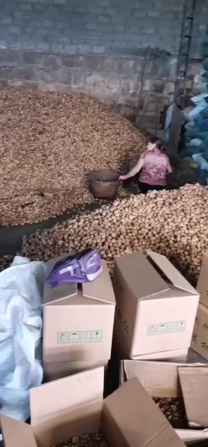 核桃