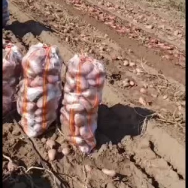土豆品种齐全欢迎选购