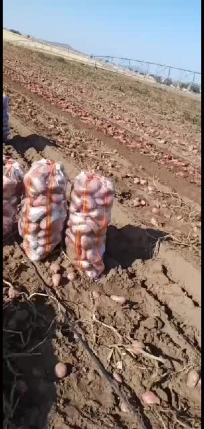 土豆品种齐全欢迎选购