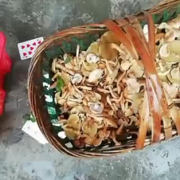 松毛菌今年最后一批，需要的抓紧，时间