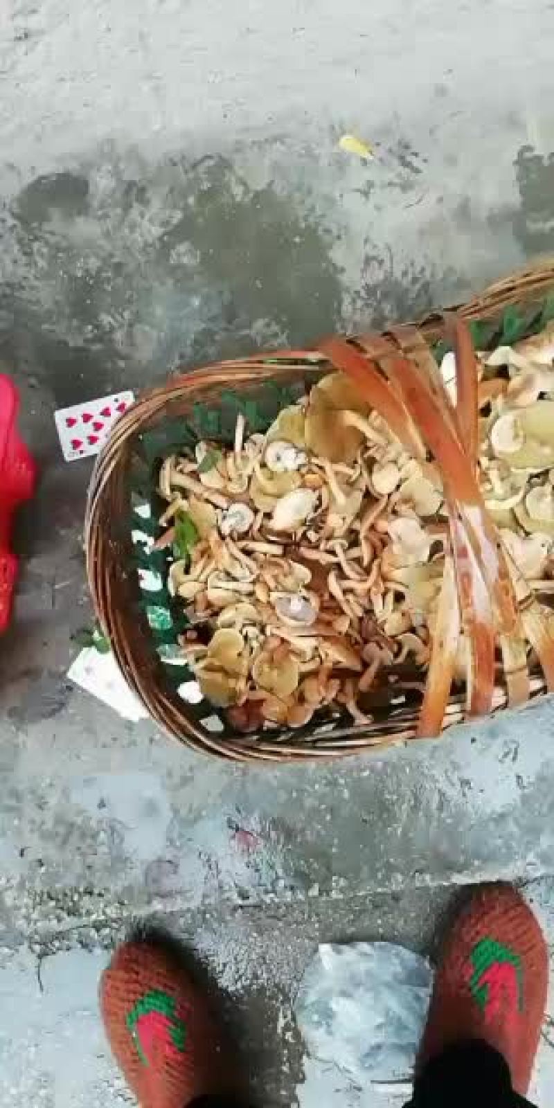 松毛菌今年最后一批，需要的抓紧，时间