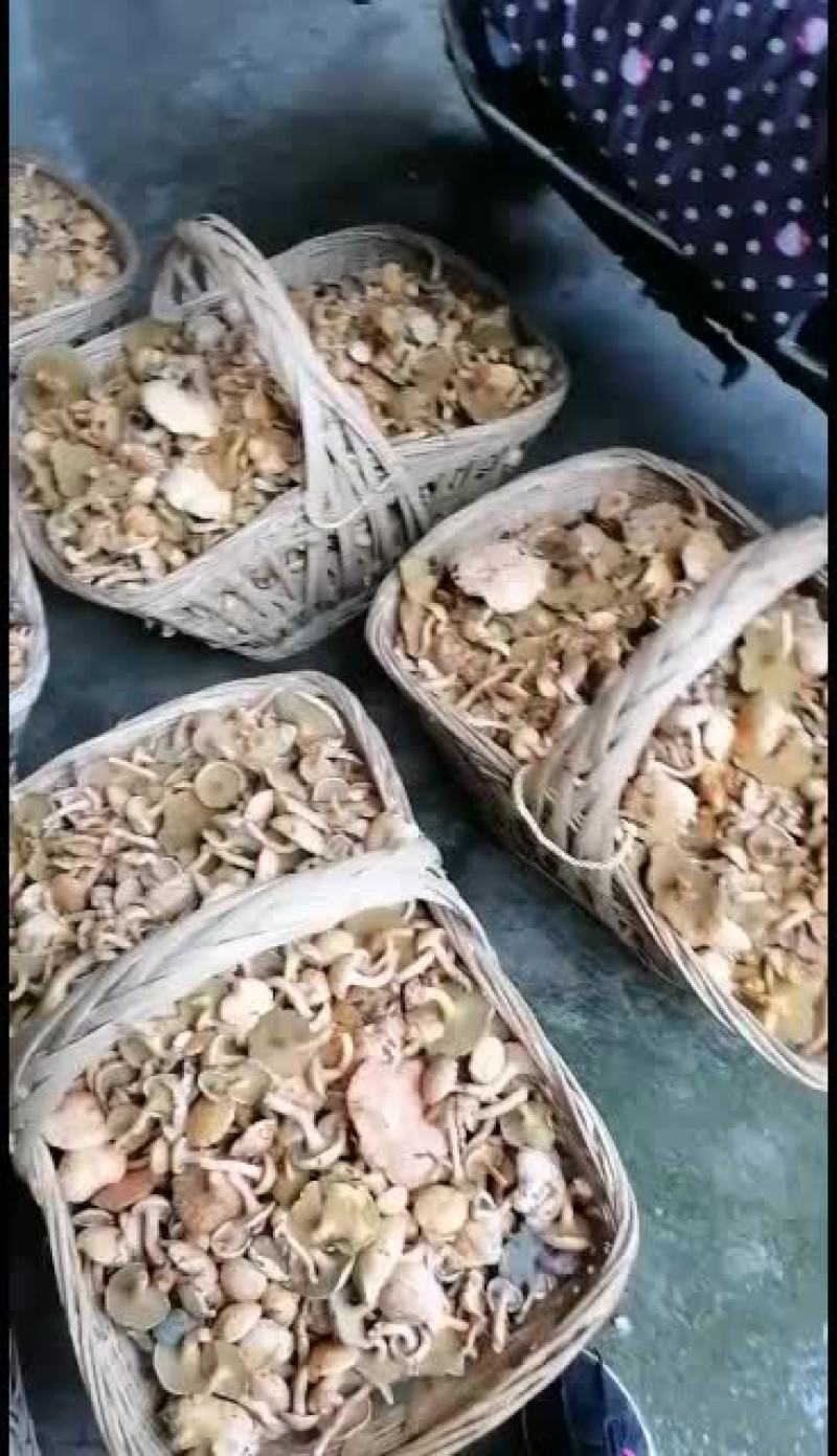 松毛菌今年最后一批，需要的抓紧，时间