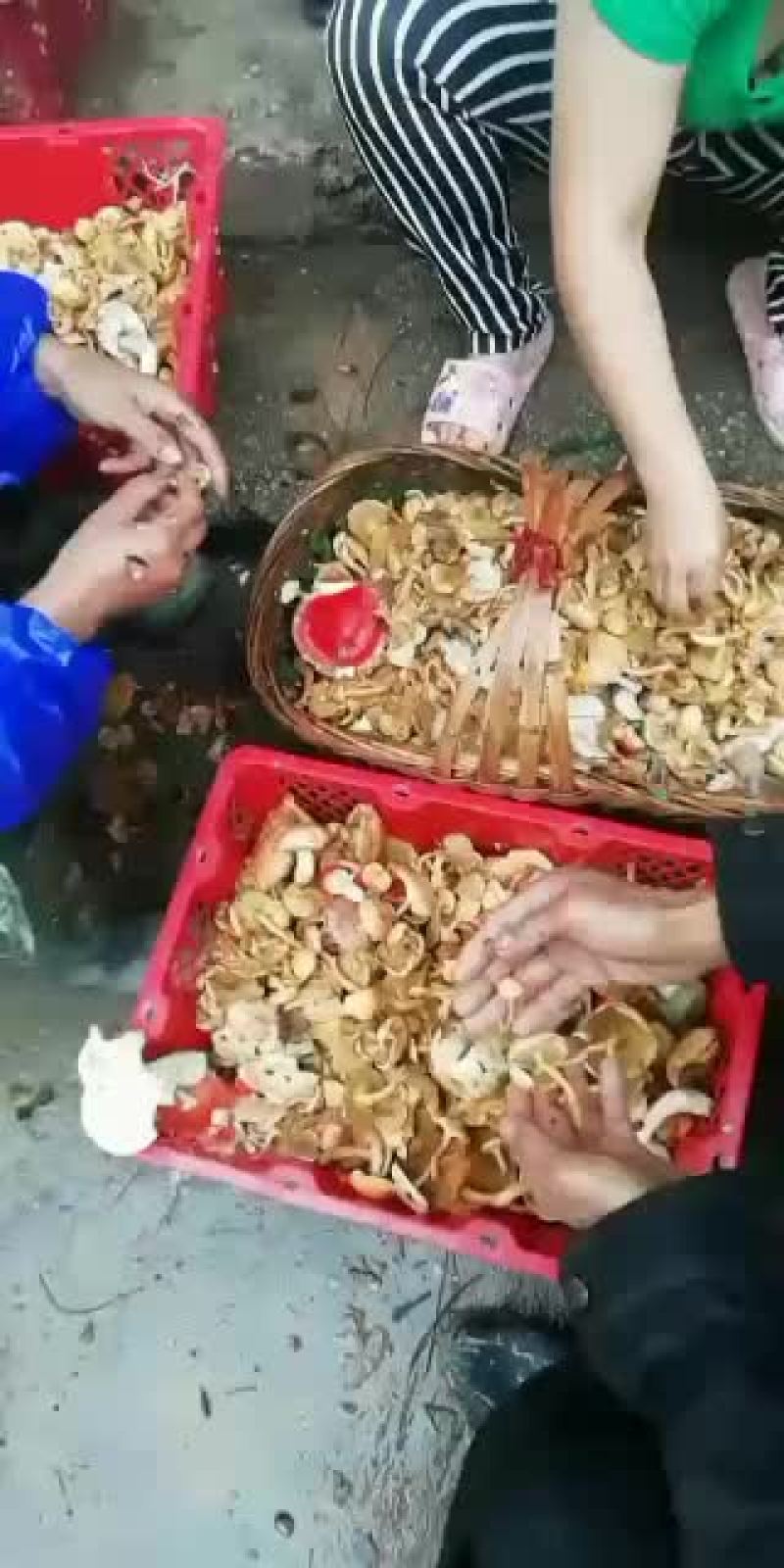 松毛菌今年最后一批，需要的抓紧，时间