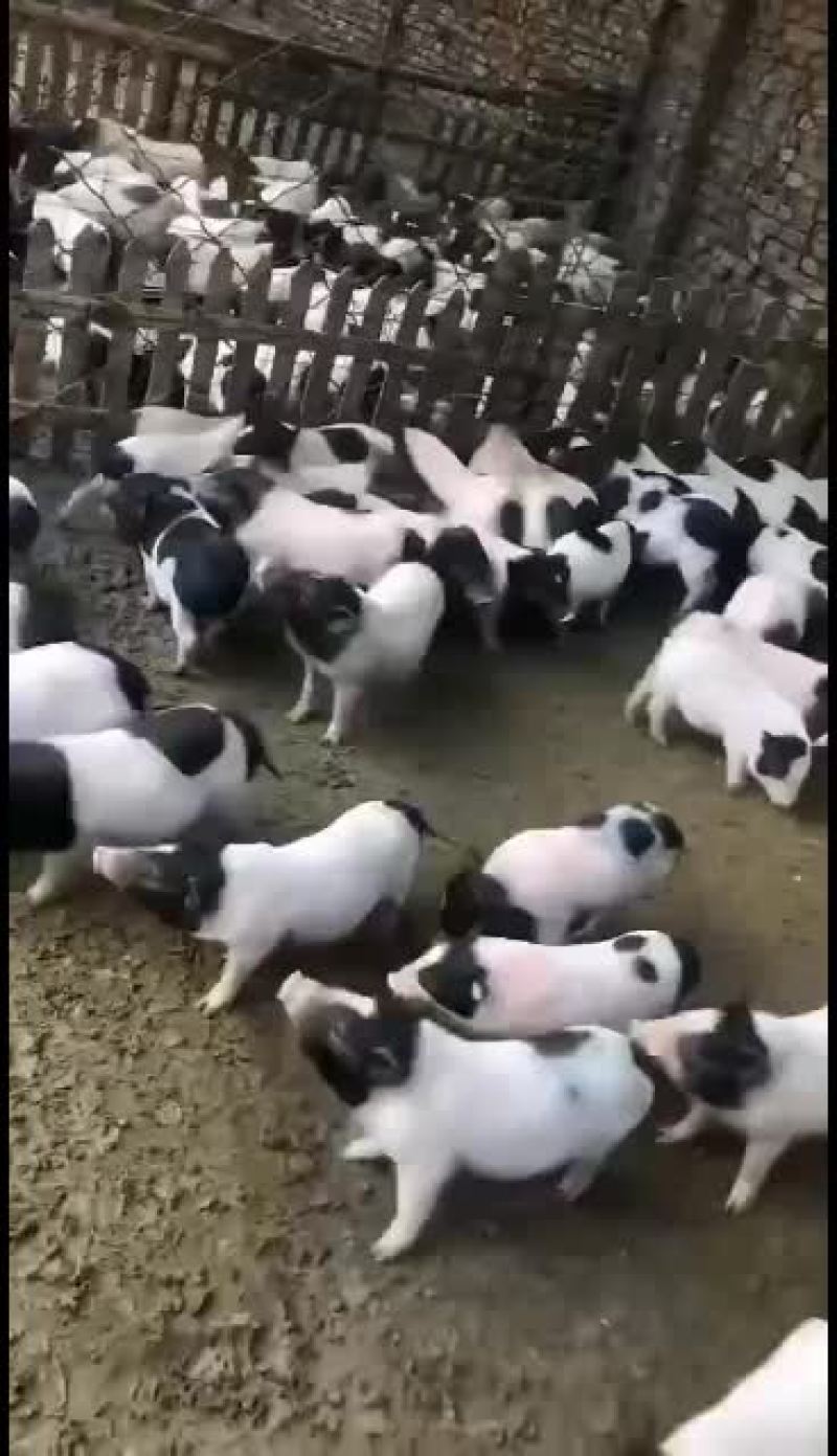 巴马香猪出售中要的联系