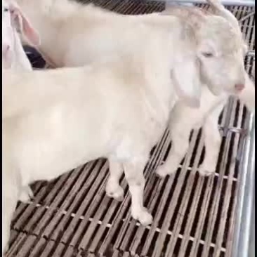 美国白山羊种公，出售中要的联系