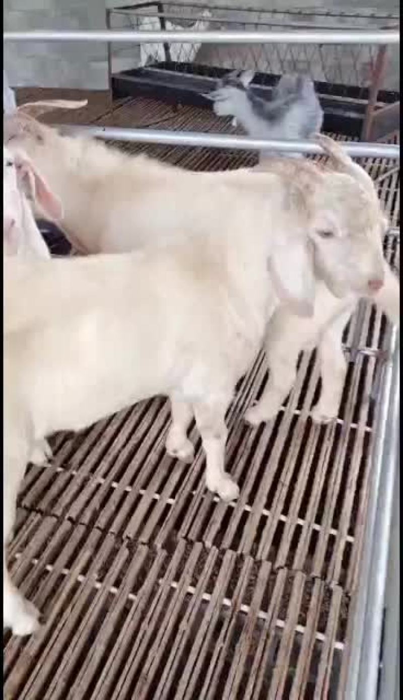 美国白山羊种公，出售中要的联系