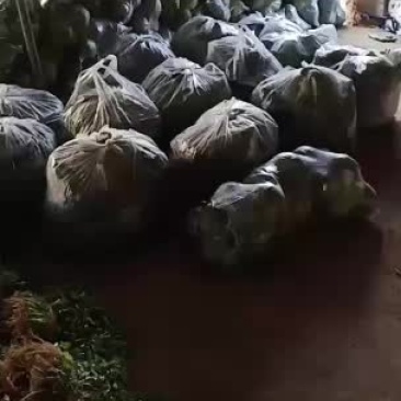 甘蓝六毛叶子两毛
