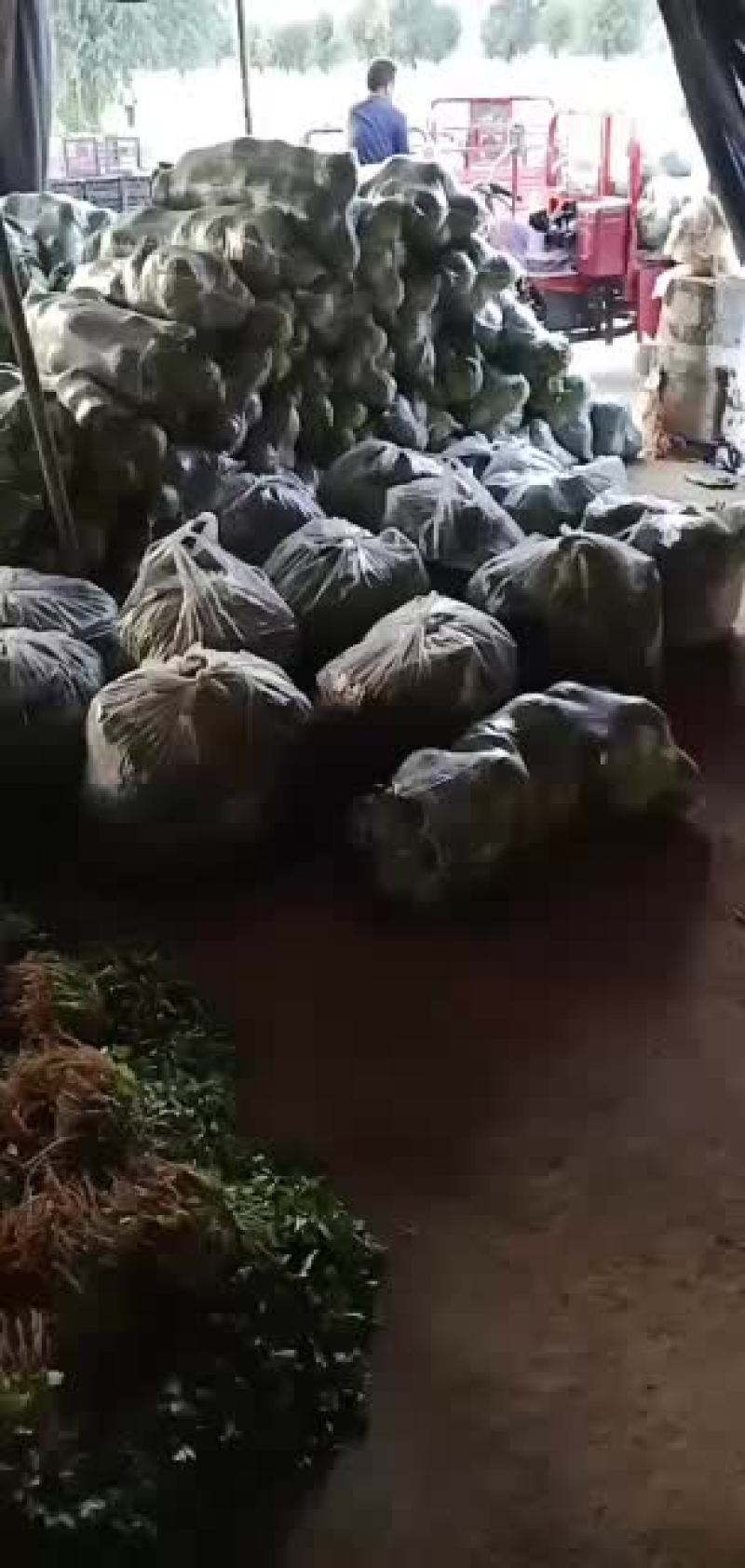 甘蓝六毛叶子两毛