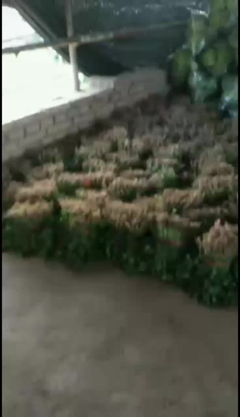 甘蓝六毛叶子两毛
