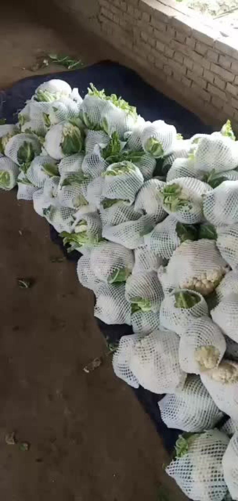 甘蓝六毛叶子两毛