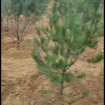 白皮松一米二到一米七