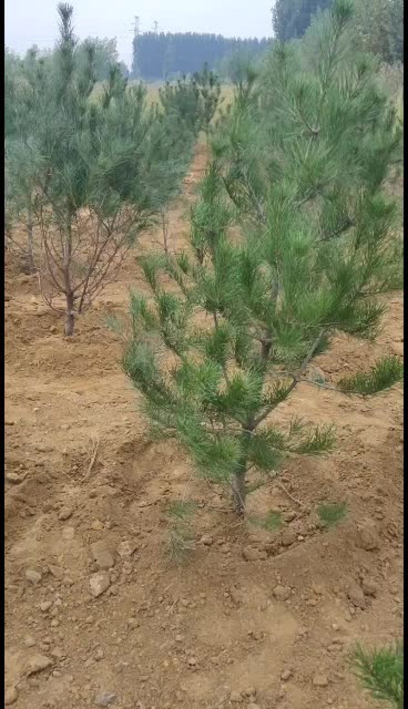 白皮松一米二到一米七