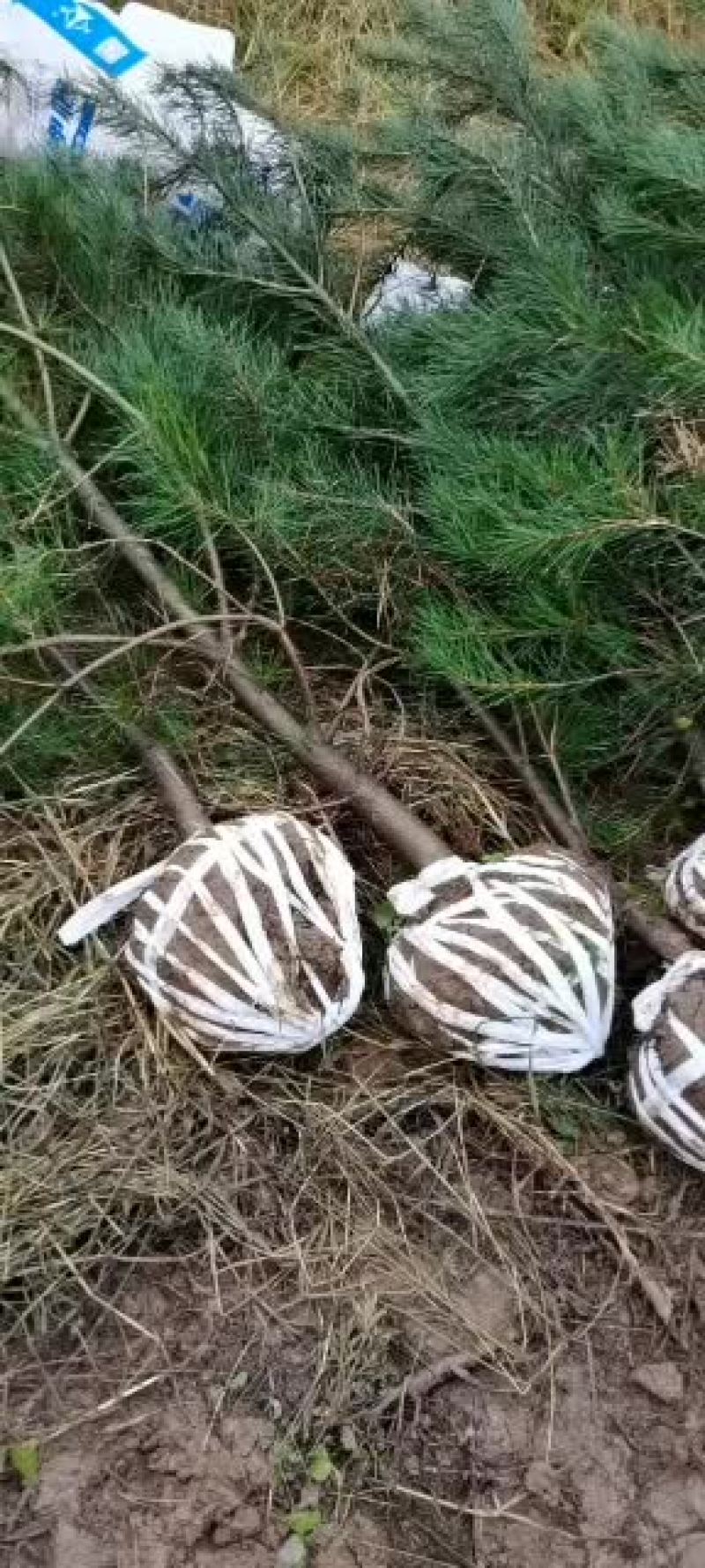 白皮松一米二到一米七
