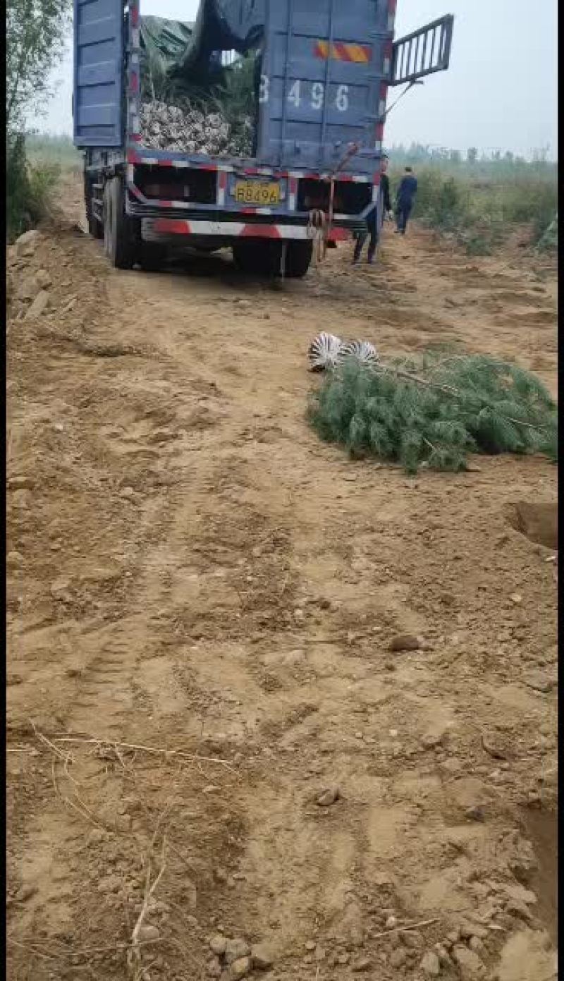 白皮松一米二到一米七