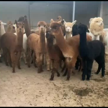 进口华卡约羊驼出售各种颜色公母繁殖基地