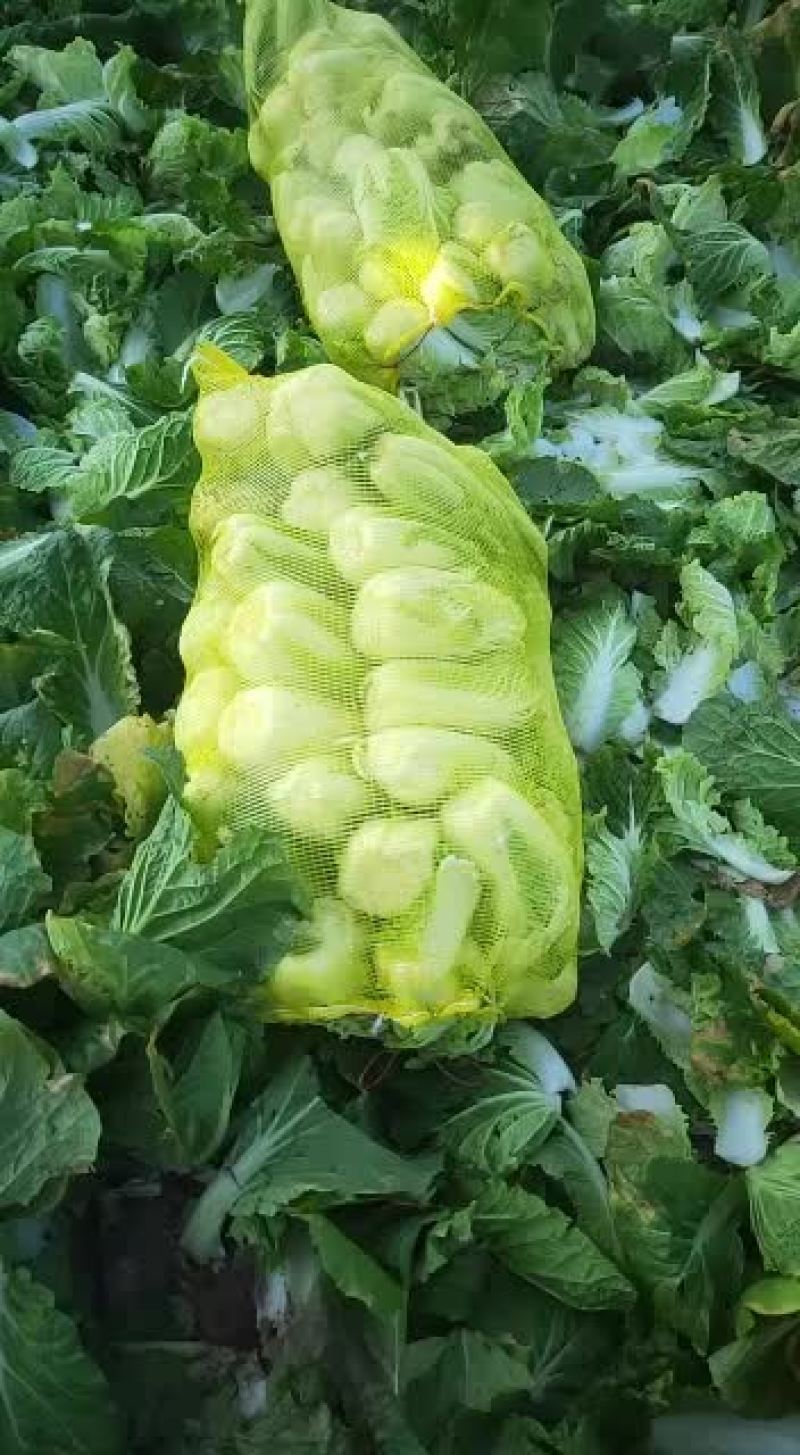 娃娃菜大日期6月15号到7月15号。秋季9月10号到10