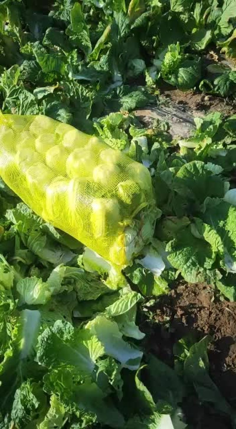 娃娃菜大日期6月15号到7月15号。秋季9月10号到10
