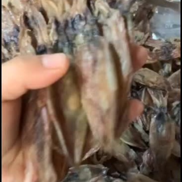 新鲜纯晒的枣鱿鱼，坚持纯手工无添加淡干枣鱿，以质量为生存