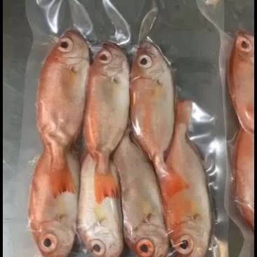 红莲鱼，每天上船货物不一，收获都有不一样的惊喜，活鱼速冻