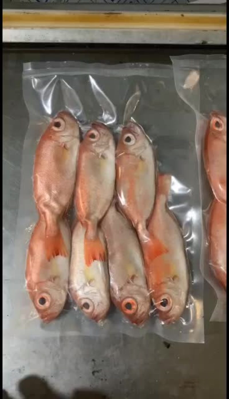 红莲鱼，每天上船货物不一，收获都有不一样的惊喜，活鱼速冻