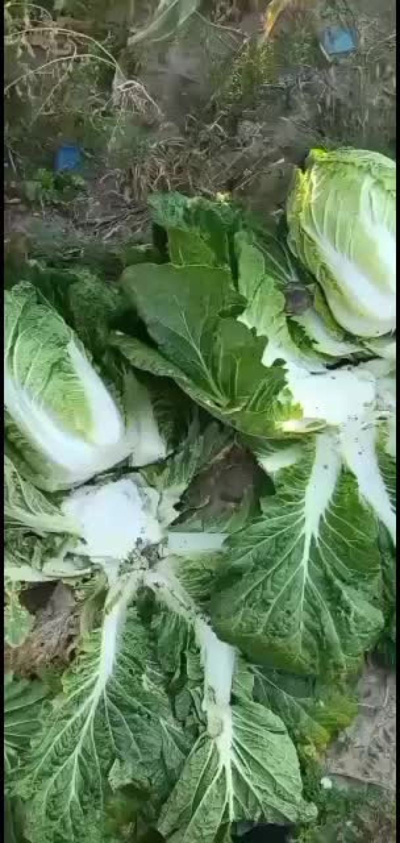 黄心白菜，公主岭产地直销，全国代发，欢迎全国各地朋友合作