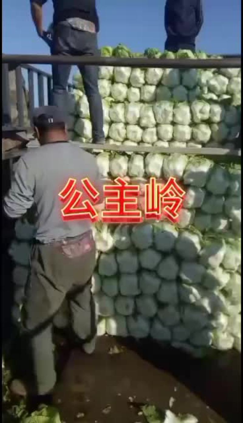 黄心白菜，公主岭产地直销，全国代发，欢迎全国各地朋友合作