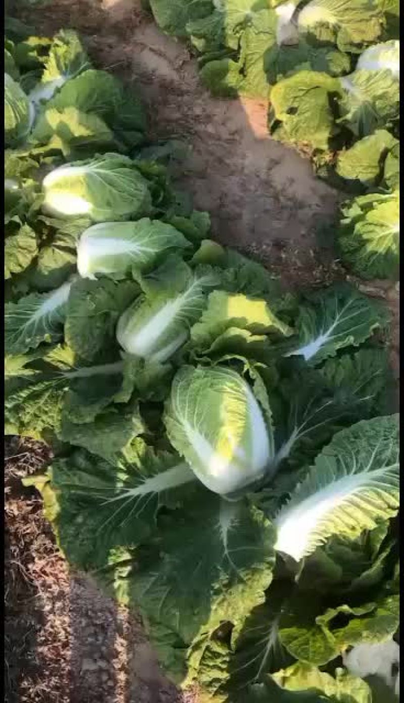 黄心白菜，公主岭产地直销，全国代发，欢迎全国各地朋友合作