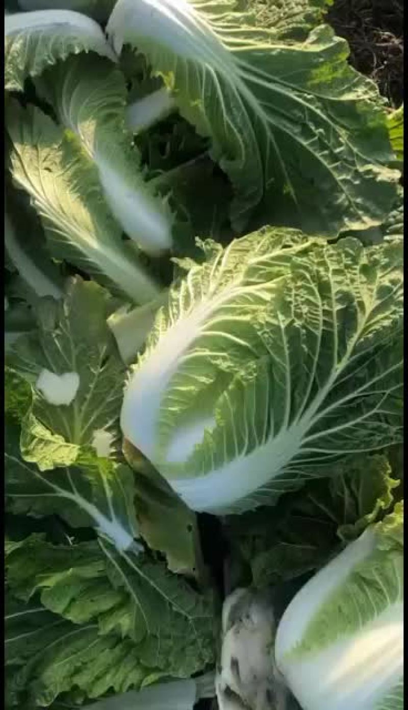 黄心白菜，公主岭产地直销，全国代发，欢迎全国各地朋友合作