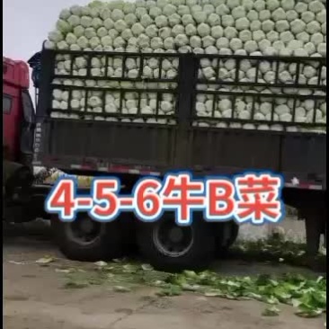 黄心白菜，公主岭产地直销，全国代发，欢迎全国各地朋友合作