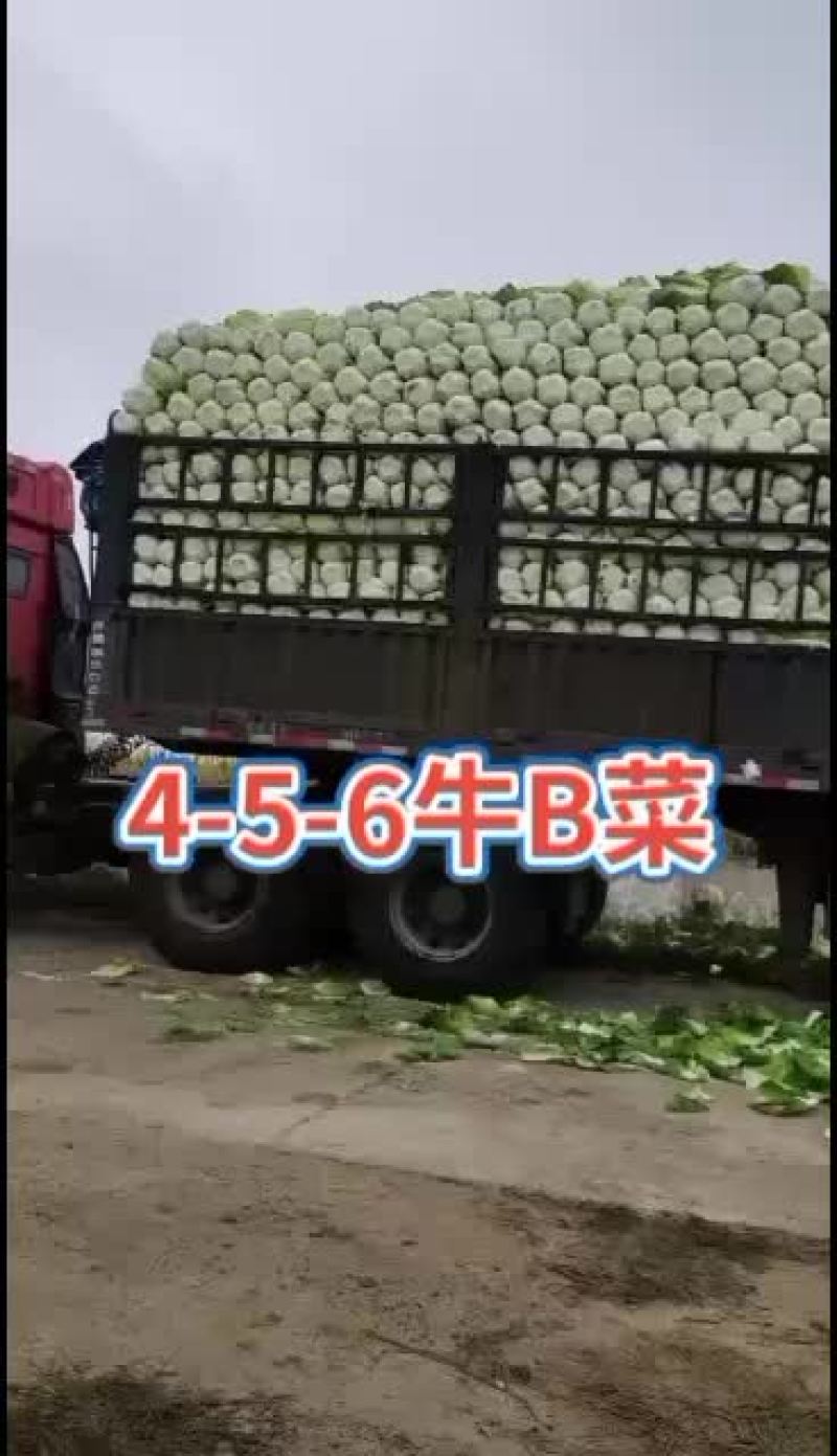 黄心白菜，公主岭产地直销，全国代发，欢迎全国各地朋友合作
