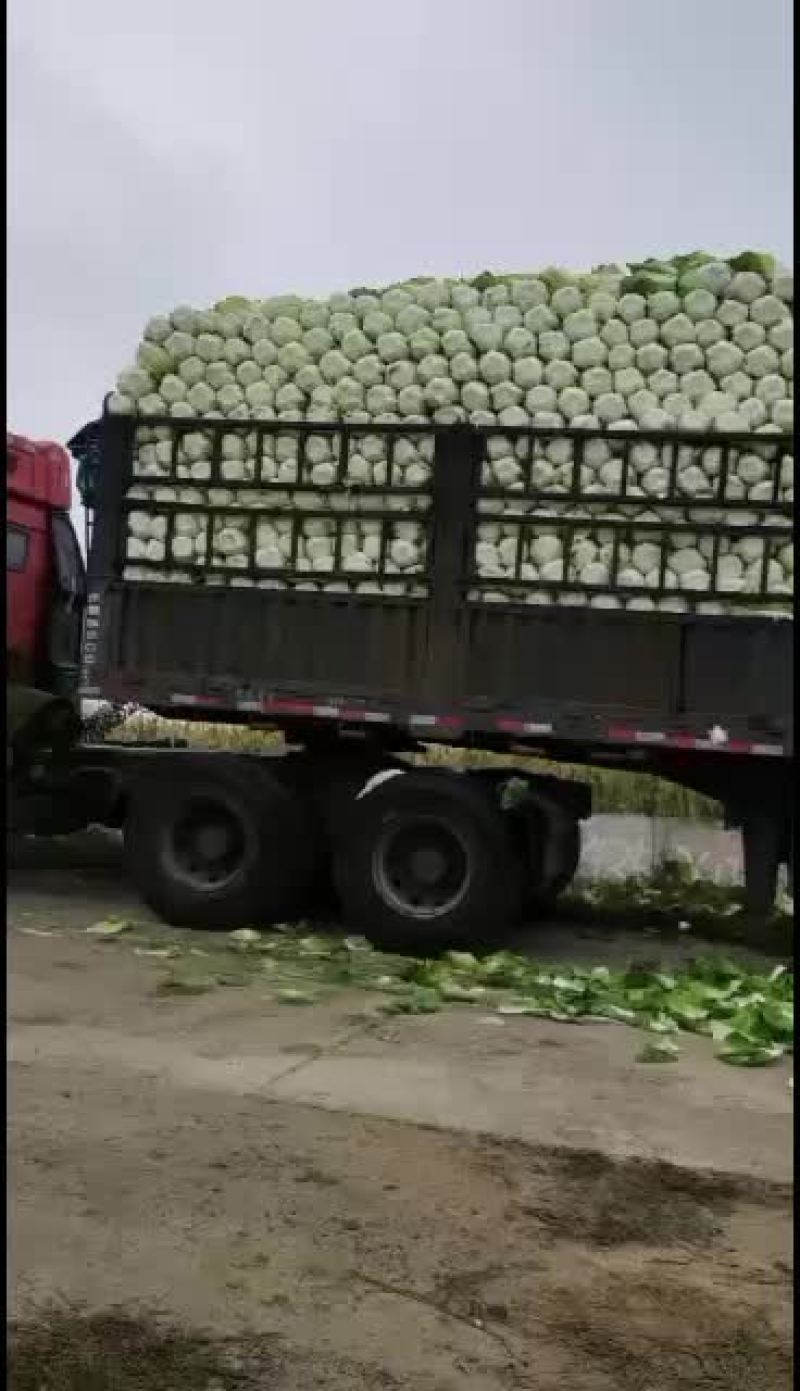 黄心白菜，公主岭产地直销，全国代发，欢迎全国各地朋友合作