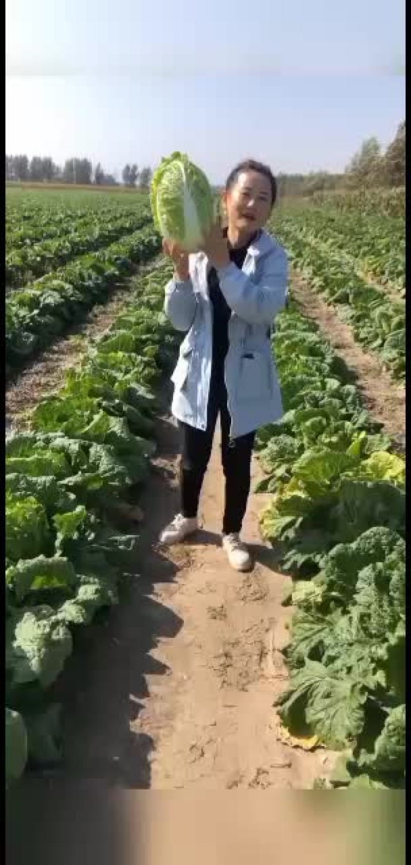 黄心白菜，公主岭产地直销，全国代发，欢迎全国各地朋友合作