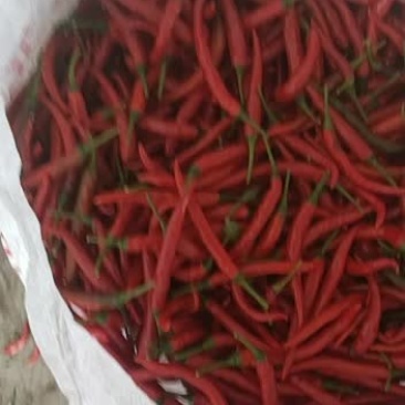 果硬度好颜色好价格低小米椒量大从优