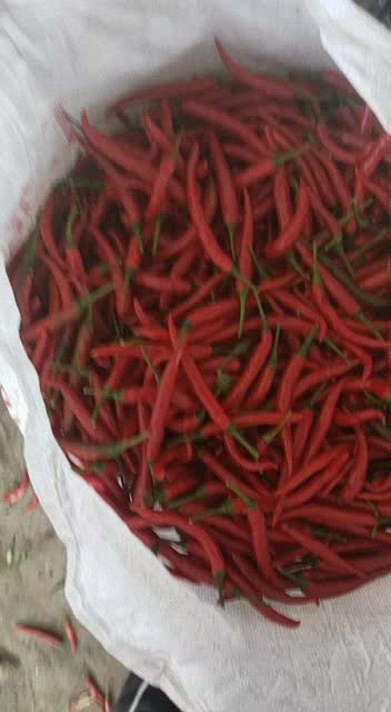 果硬度好颜色好价格低小米椒量大从优