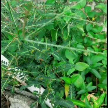 叶下珠丶龙珠草丶鲜货30/斤