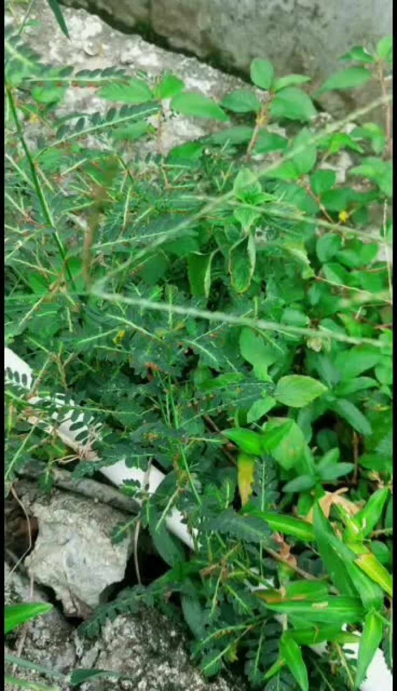 叶下珠丶龙珠草丶鲜货30/斤