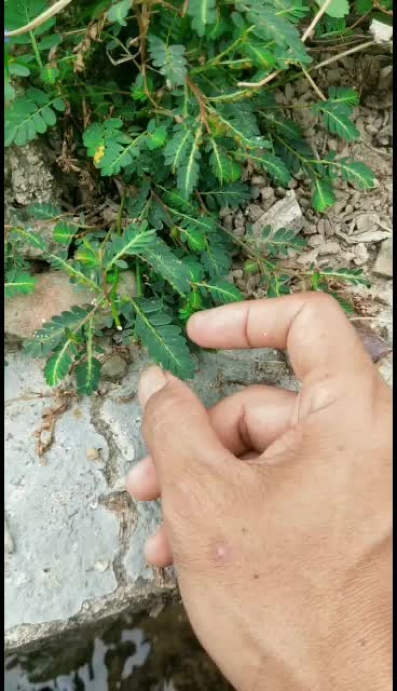 叶下珠丶龙珠草丶鲜货30/斤