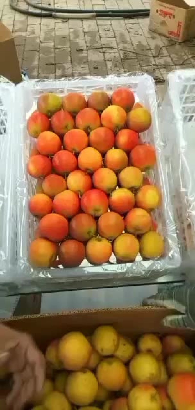 精品南果梨产地直发