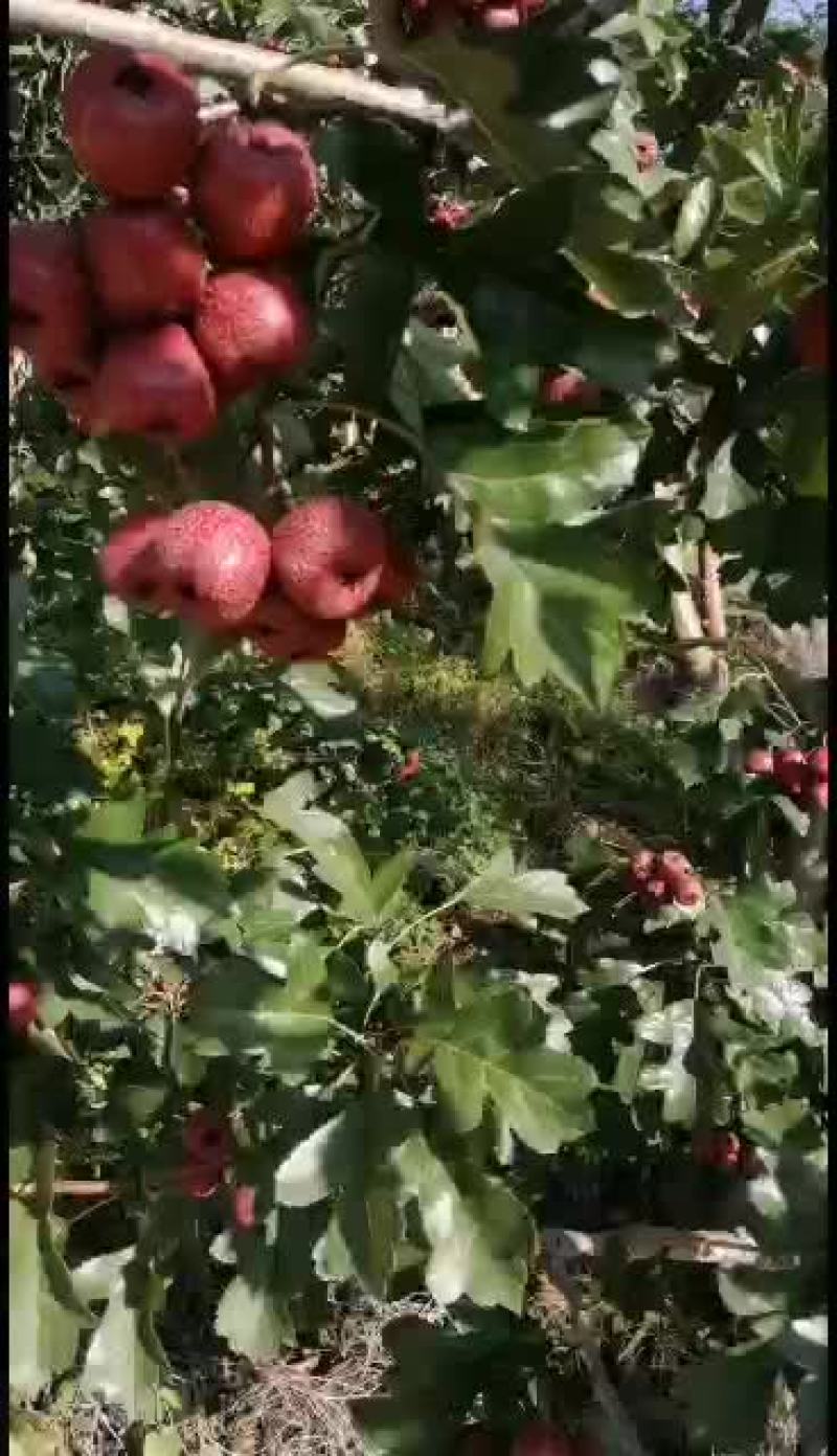 甜口老北京，大吨位供应，支持全国发货。
