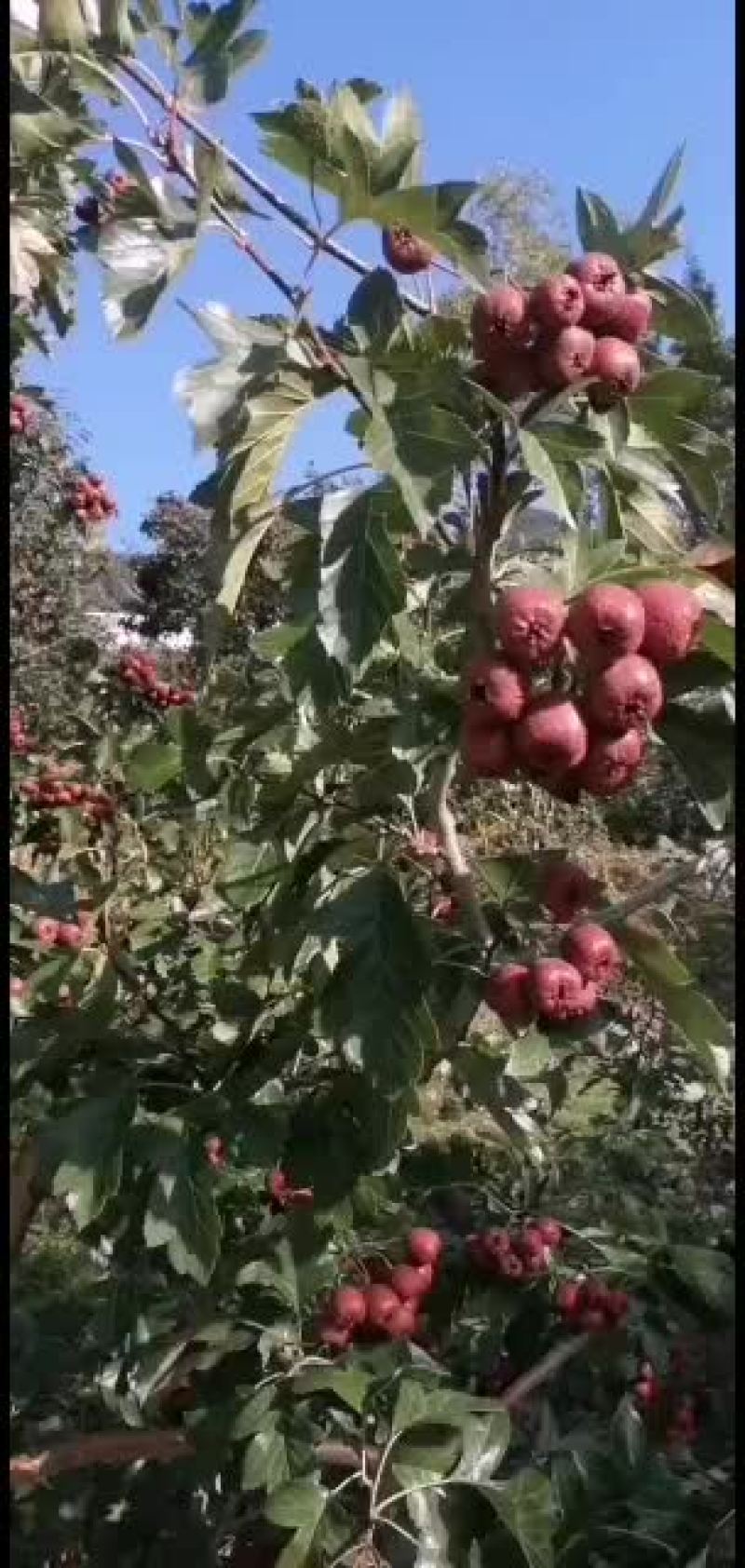 甜口老北京，大吨位供应，支持全国发货。