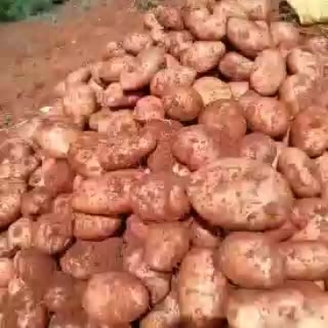 合作88号土豆要的速度