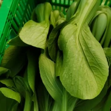 上海青毛白菜茼蒿等各种叶子菜