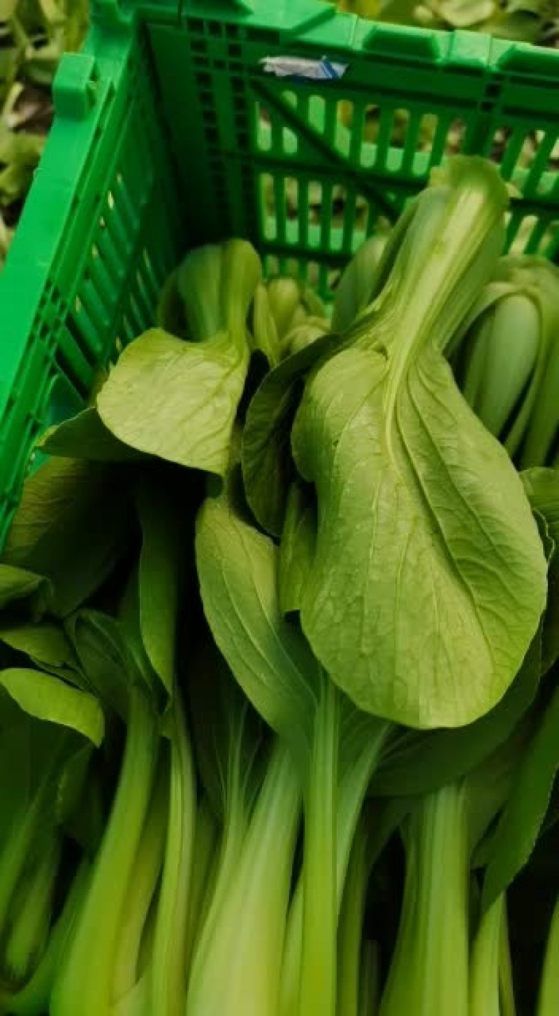 上海青毛白菜茼蒿等各种叶子菜