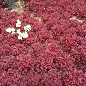 精品紫生菜